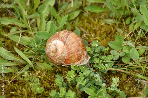 Snail crawl on the ground