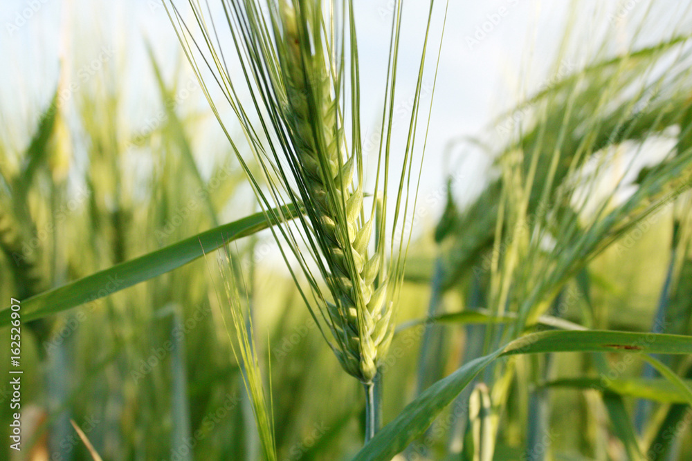 wheat