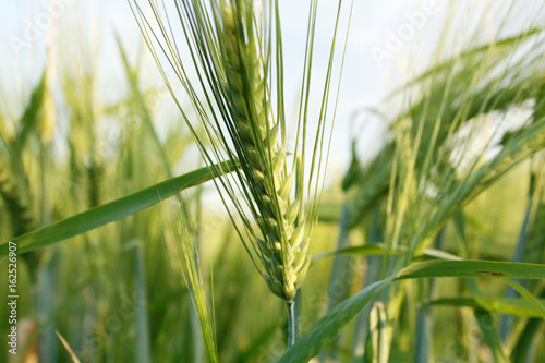 Obraz na płótnie wheat w salonie