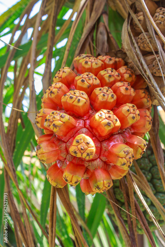 Pandanus tectorius on tree photo