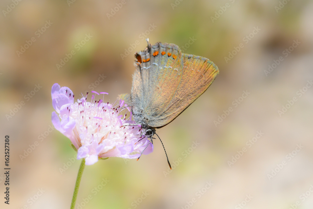 Obraz premium Papillon sur fleur rose