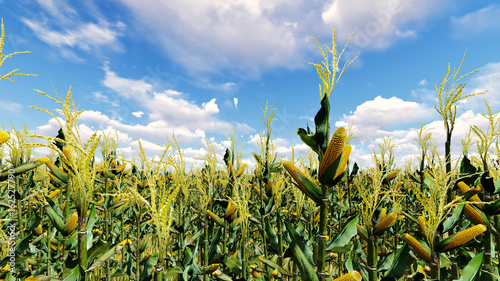 Corn field with blue sky 3D render