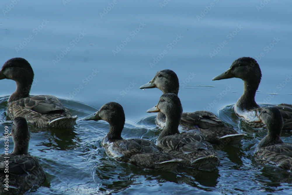 Fototapeta premium Ducklings