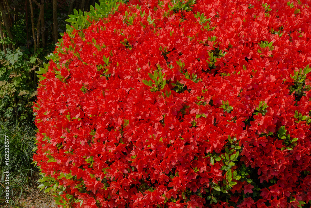 Full-blown azalea