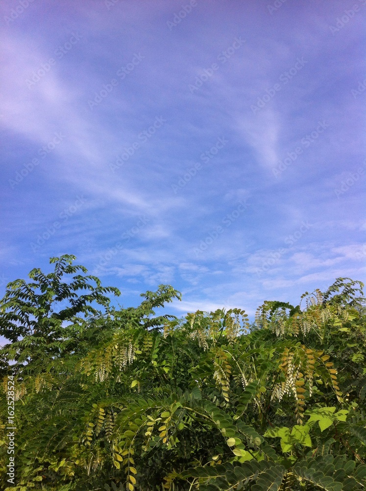 Fototapeta premium tree of garden in bluesky