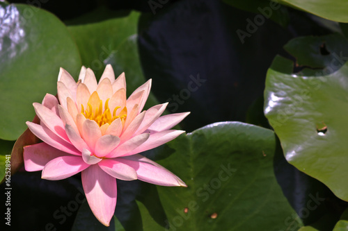Lotus flower on a swamp water