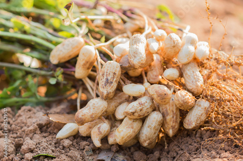 fresh peanuts