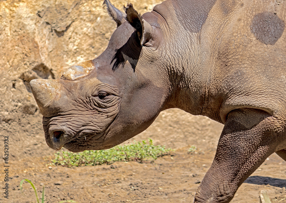 Obraz premium rhinoceros