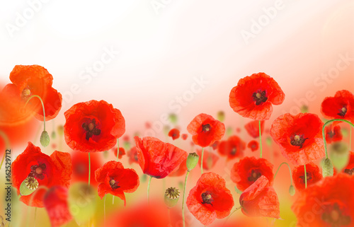 Fototapeta Naklejka Na Ścianę i Meble -  Beautiful poppy background, close-up.