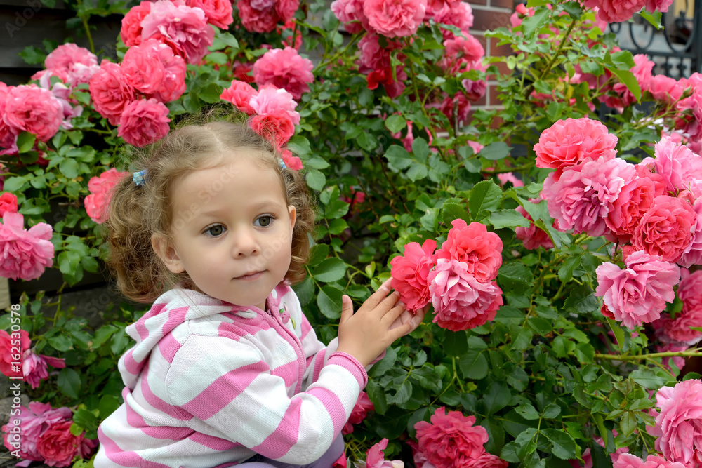 The three-year-old thoughtful girl against the background of a bush of the blossoming roses The three-year-old thoughtful girl against the background of a bush of the blossoming roses