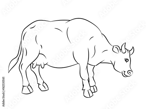  Line Drawing of Cow -Simple line Vector