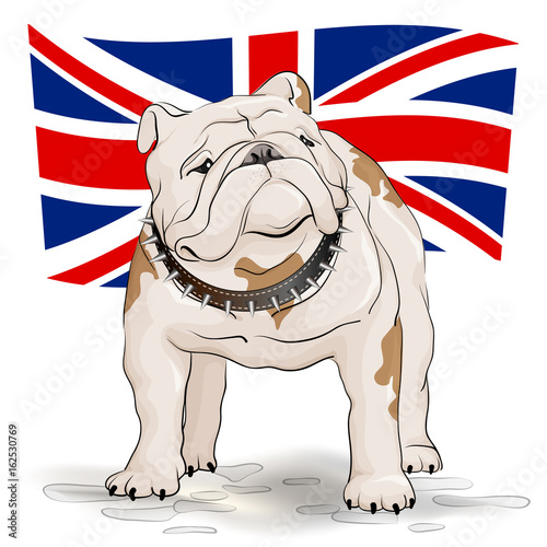 Cute bulldog on the background of the English flag