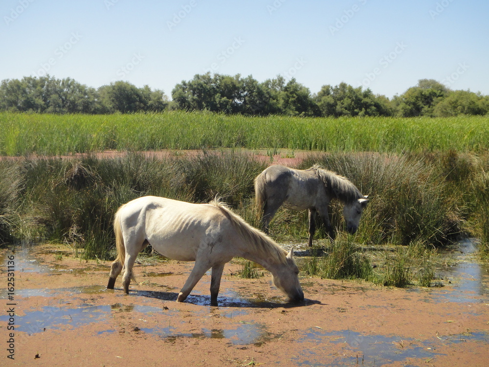 Fototapeta premium Chevaux de Camargue