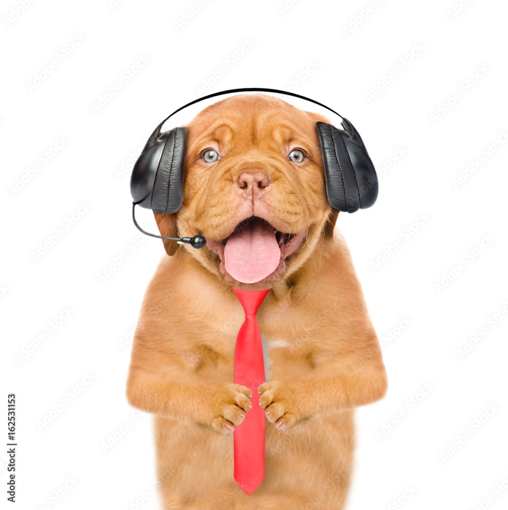 Funny dog with headset and tie looking at camera. Isolated on white  background Stock Photo | Adobe Stock