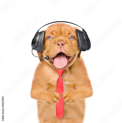 Funny dog with headset and tie looking at camera. Isolated on white background