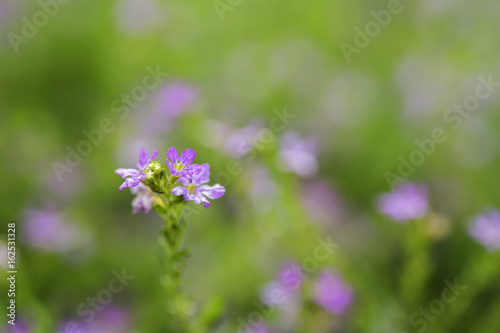 Cuphea hyssopifola flower On background blurred