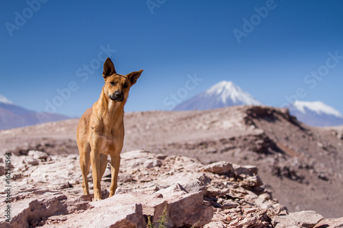 Chien de Montagne en attente