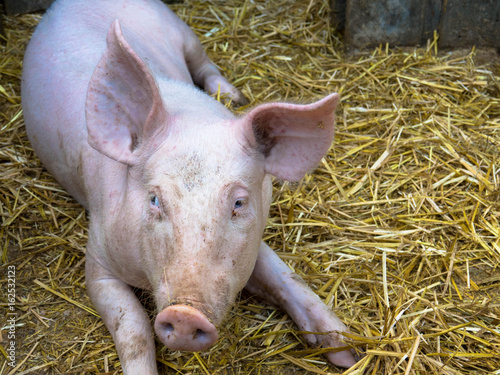 Schwein auf dem Biobauernhof