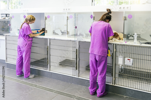 Wallpaper Mural Veterinarian doctors are making a check up of a cute illness dogs. Torontodigital.ca