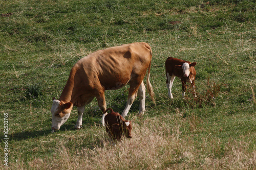 mucche © ariunben
