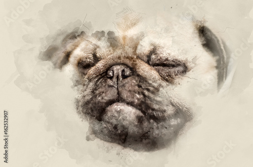 Home pet. Pug-dog close up. Watercolor background