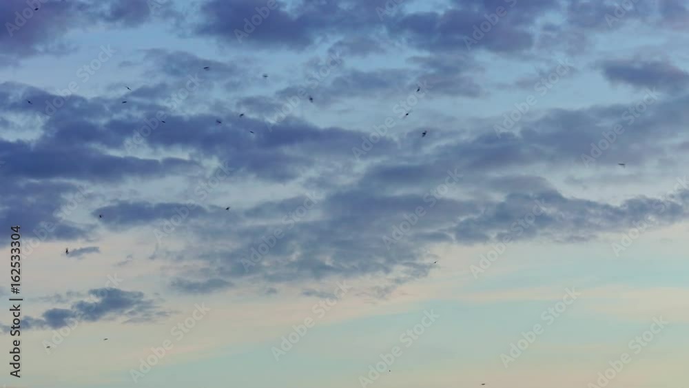 Dark silhouettes of birds soar in the evening sky against the background of light clouds passing by. Dark silhouettes of birds soar in the evening sky against the background of light clouds passing by.