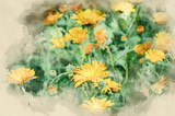 Yellow garden flowers. Watercolor background