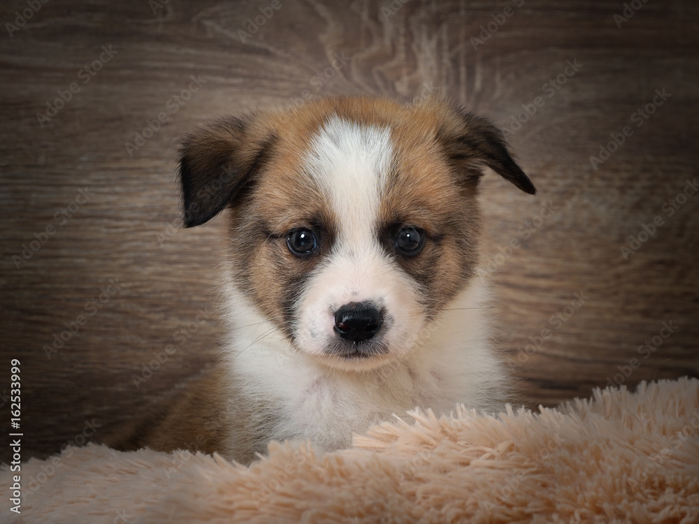 Portrait of purebred dogs. Puppy 1 month