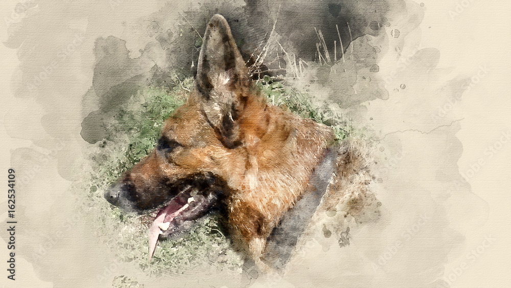 Dog breed German Shepherd. Home pet. Watercolor background