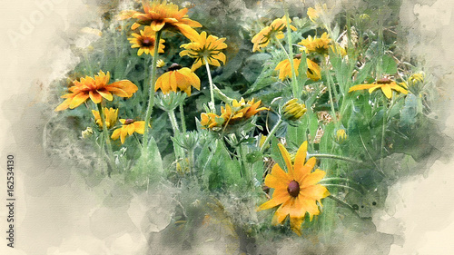 Yellow garden flowers clous up. Watercolor background