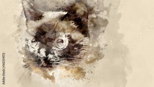 Siamese cat clous up. Home pet. Watercolor background