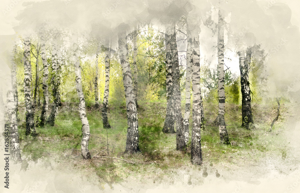 Obraz Birch Grove. Watercolor background