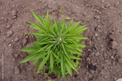 Top view of the bush of medical marijuana at the beginning of flowering