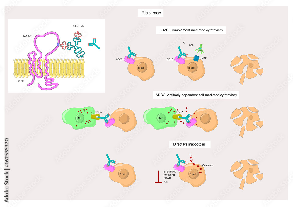 Rituximab, a monoclonal antibody  to treat some cancers and rheumatoid arthritis.