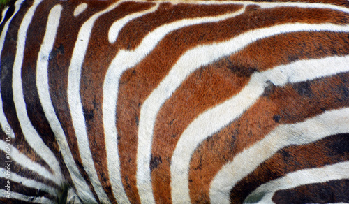 Skin of Zebras are several species of African equids (horse family) united by their distinctive black and white stripes