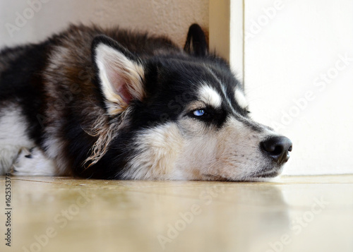 Siberian Husky waiting at home alone, lonely and bored with unhappy expression