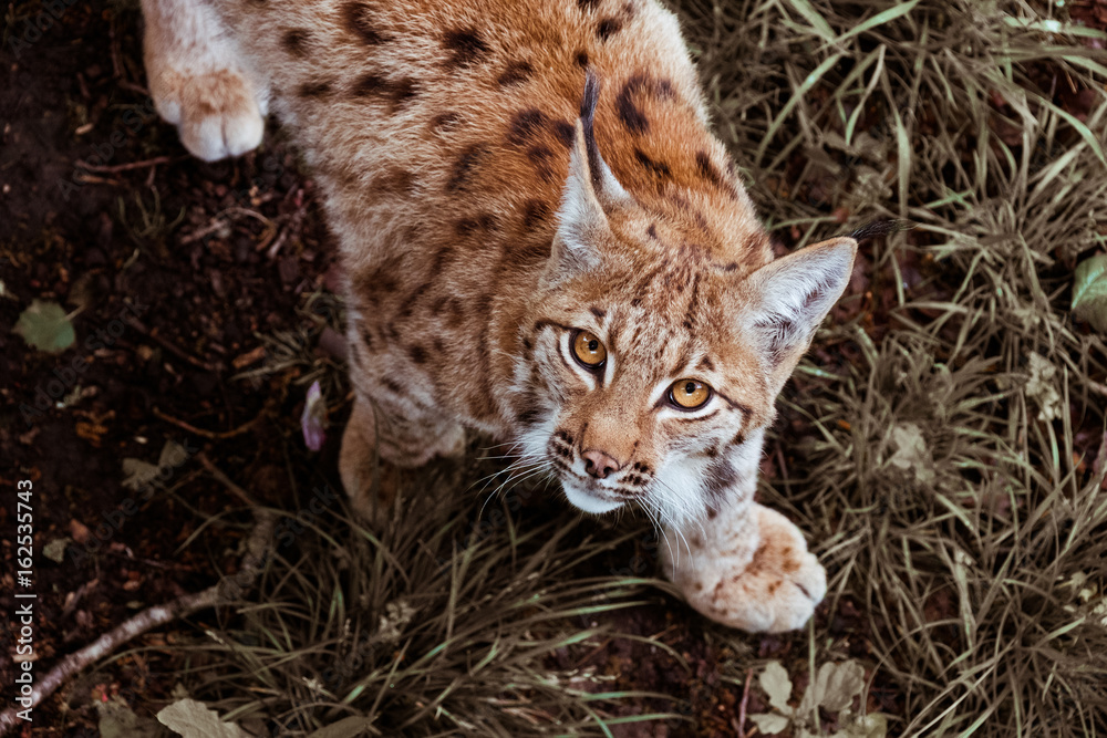 Fototapeta premium lynx animal félin sauvage nature