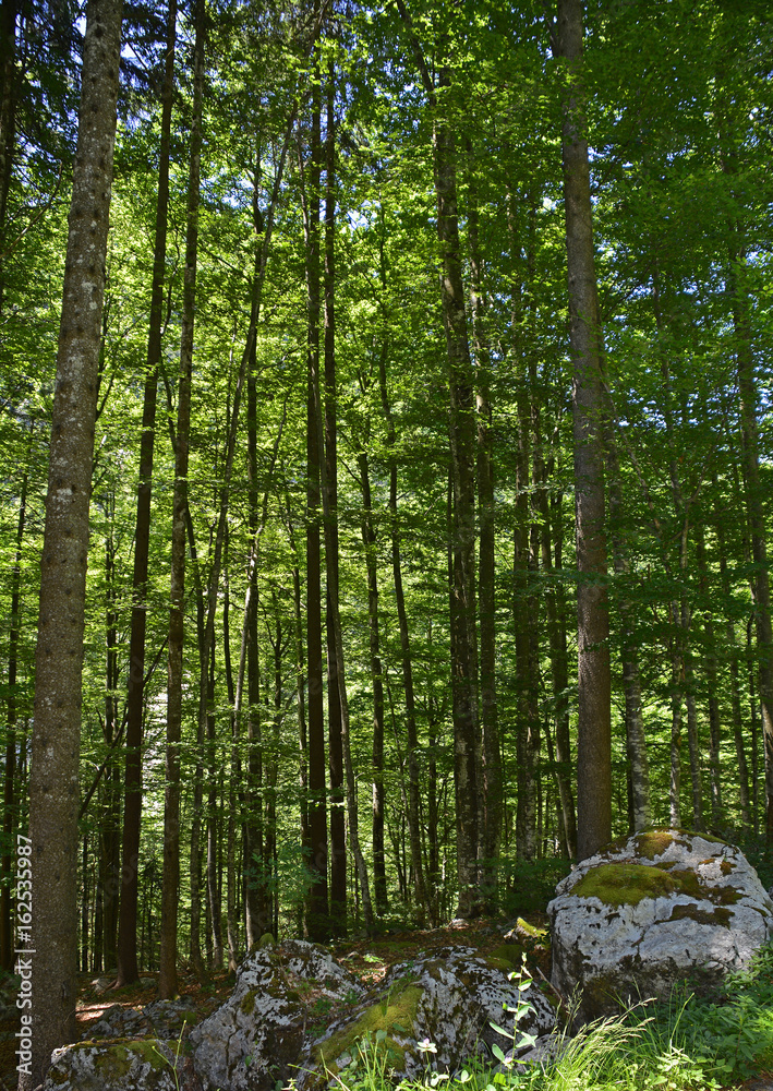 Fototapeta premium Las w pobliżu Pontebba 1 Cienisty las sosnowy w pobliżu Pontebba we Friuli Venezia Giulia, północno-wschodnie Włochy