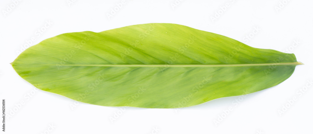 Obraz premium galangal leaf