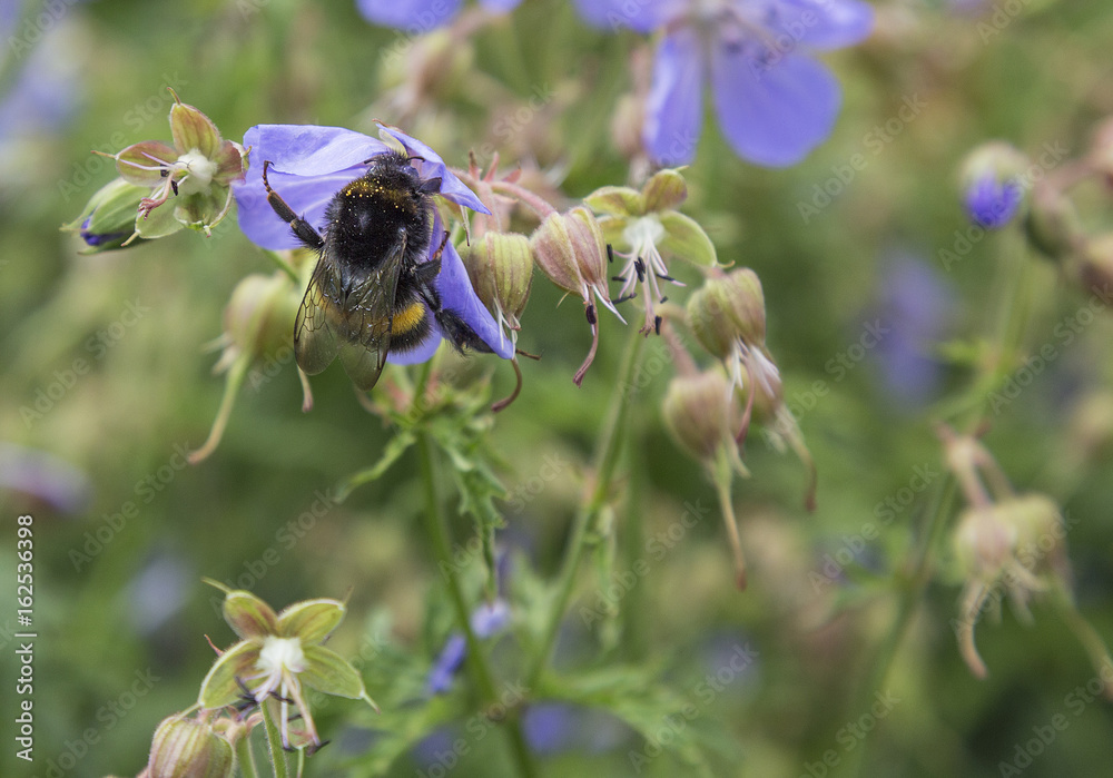 Fototapeta premium Bumble bee on purple/lilac geranium
