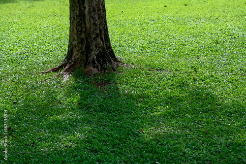 Tree in the middle of the meadow. Stumps in the park. Tree with lawn.