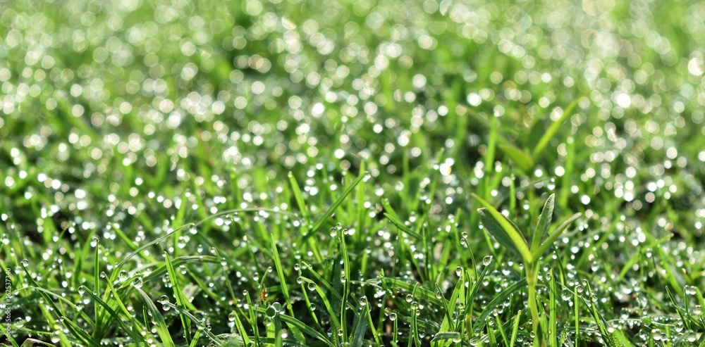 water drop on fresh grass in morning water drop on fresh grass in morning