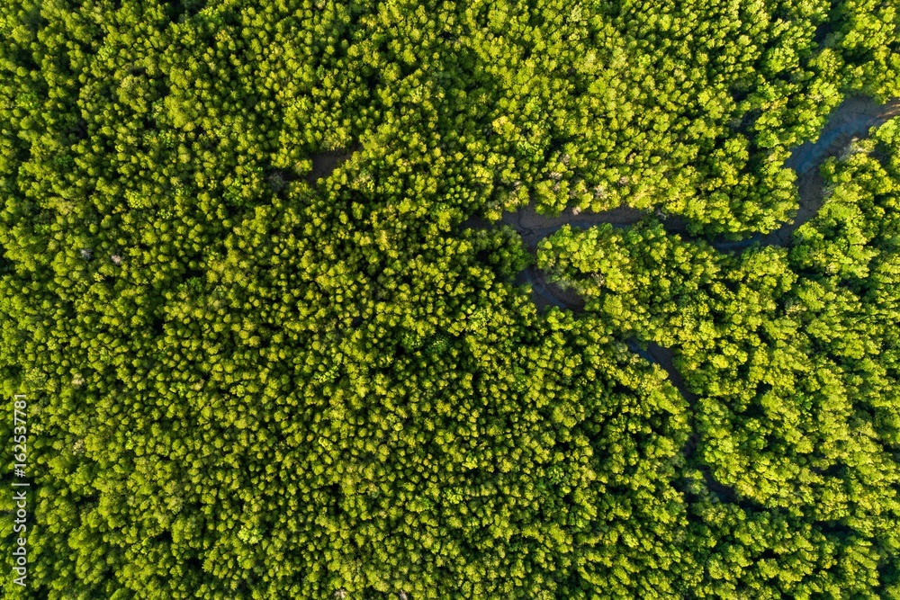 Aerial mangrove forest top view