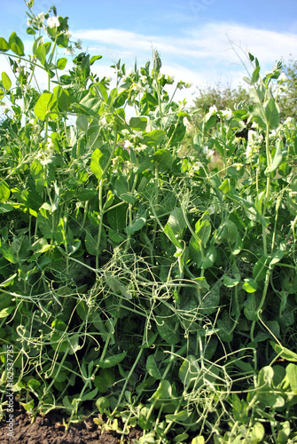 Peas plants blooming raw in field, organic farming, closeup, blue sky background