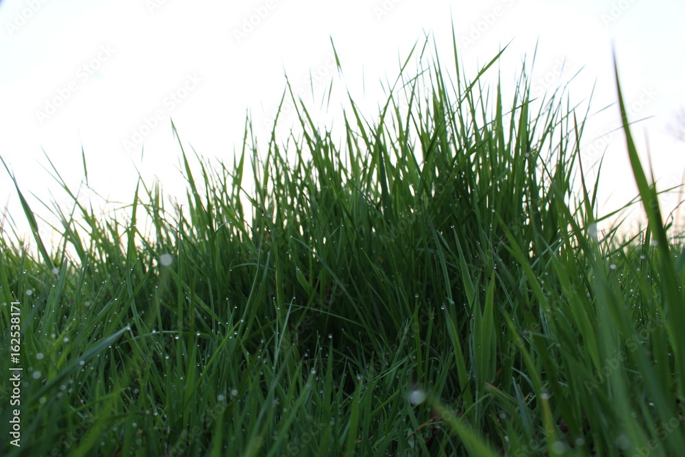 Gras