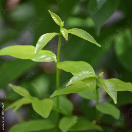 Leaves