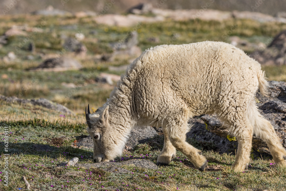 Obraz premium Mountain Goat