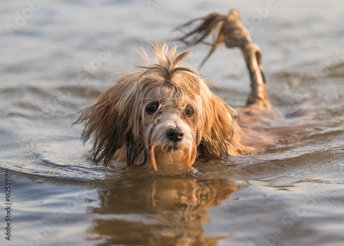 swimming havanese dog