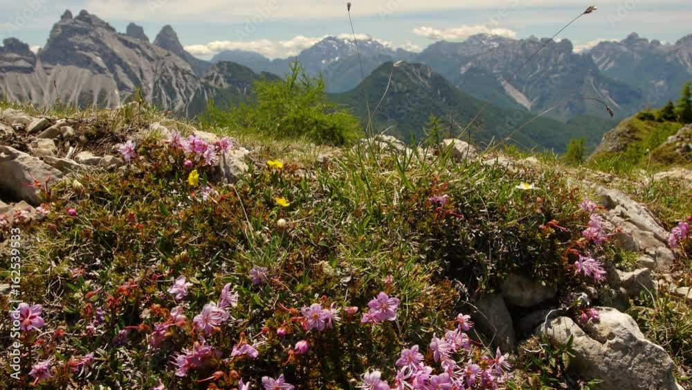 bees and saxifaga flowers high on the mountain 4k 11885 
