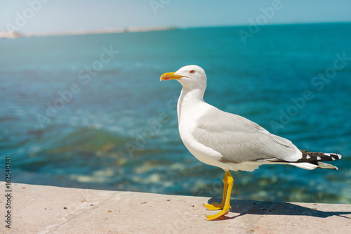 seagull running on the shore Close up view of white birds seagulls walking by the beach against natural blue water background. A seagull staring at the camera.